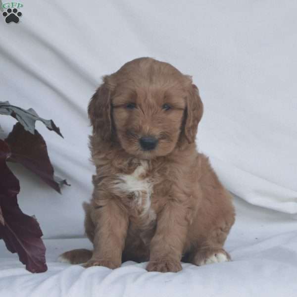 Harper, Goldendoodle Puppy